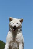 AKITA INU 492